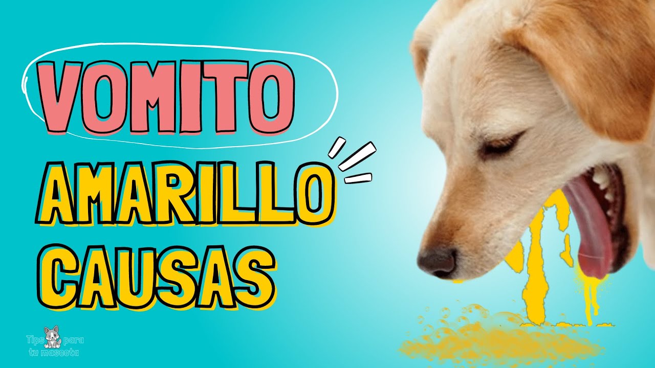 Porque Mi Perro Vomita Espuma Blanca Y Amarilla ¡Descubre qué hacer si tu perro vomita amarillo! Consejos útiles para